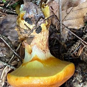 Larch Suillus