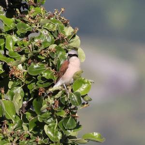 Red-backed Shrike