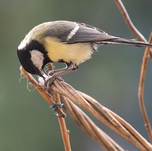 Great Tit