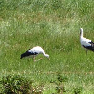 White Stork