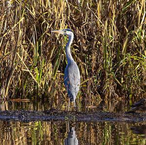 Grey Heron