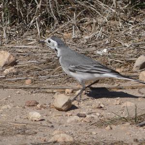 White Wagtail