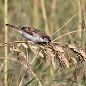 House Sparrow