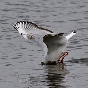 Black-headed Gull