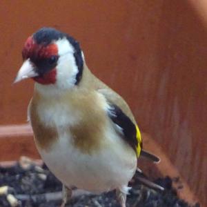 European Goldfinch