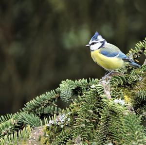 Blue Tit