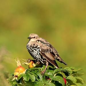 Common Starling