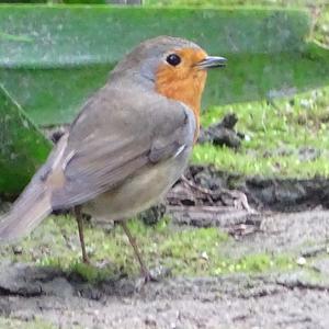 European Robin