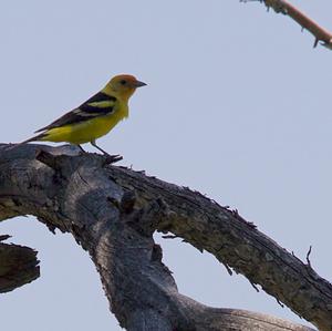 Western Tanager