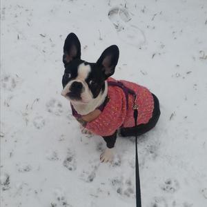 Boston Terrier