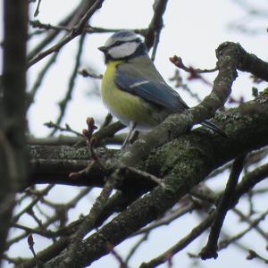 Blue Tit