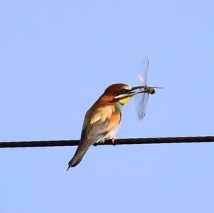 European Bee-eater