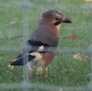 Eurasian Jay