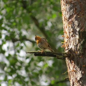 European Robin