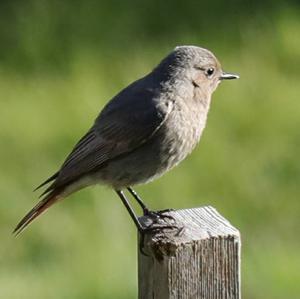 Black Redstart