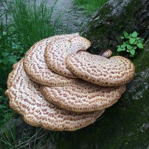 Dryad`s Saddle