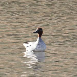 Common Teal