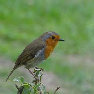 European Robin