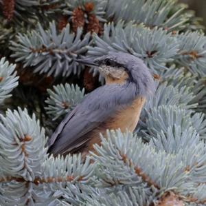 Wood Nuthatch