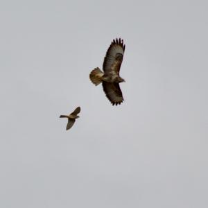 Common Kestrel