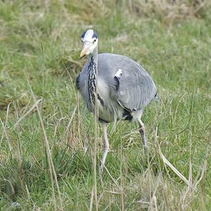 Grey Heron