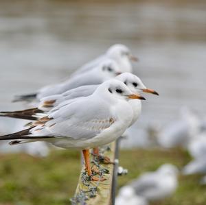 Black-headed Gull