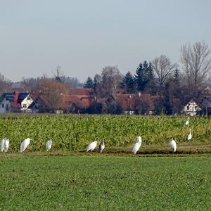 Great Egret