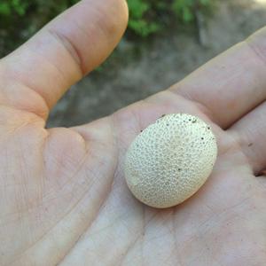 Gem-studded Puffball