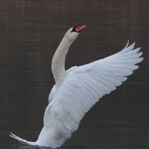 Mute Swan