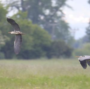 Grey Heron