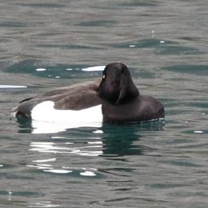 Tufted Duck