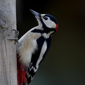 Great Spotted Woodpecker