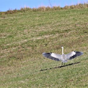 Grey Heron