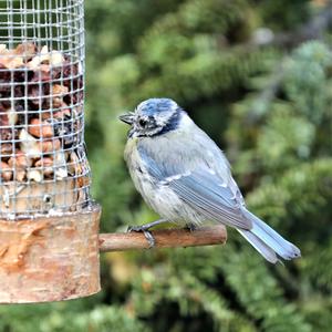 Blue Tit