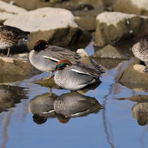 Common Teal