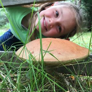 Orange Birch Bolete