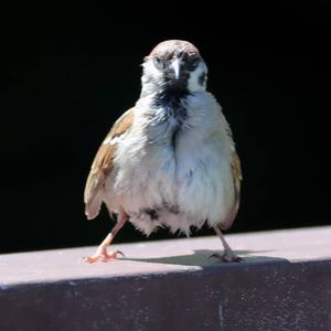 Eurasian Tree Sparrow