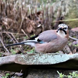 Eurasian Jay