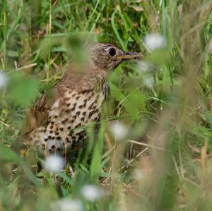 Song Thrush