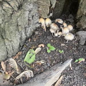 Clustered Psathyrella