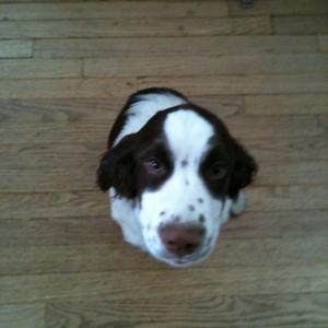 Spaniel (English Springer)