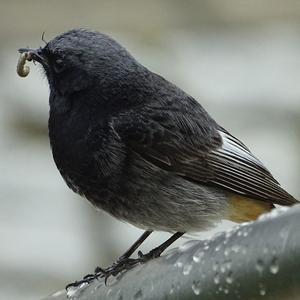 Black Redstart