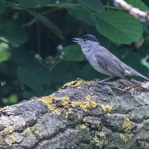 Blackcap