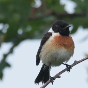 European stonechat