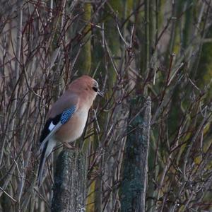 Eurasian Jay