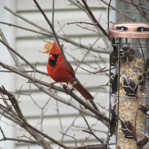 Northern Cardinal