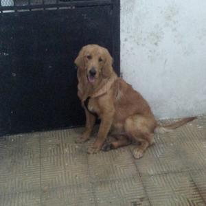 Retriever (Golden)