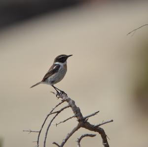 European stonechat