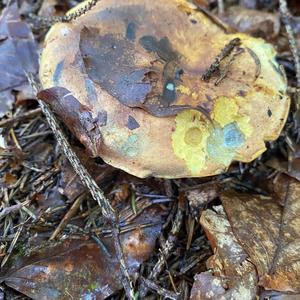 Dotted-stem Bolete