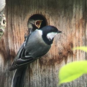 Great Tit